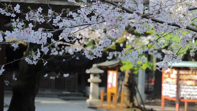 満開の桜咲く神社の参道　埼玉県川口神社