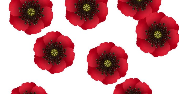 Red poppy flowers international symbol of peace on white. Create an infinite seamless background texture for Remembrance day. 3d animation of poppy Lest we forget. 4k loop video graphic