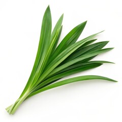 Fototapeta premium Fresh pandan leaves isolated on white background, green tropical Pandanus leaves bundle, aromatic ingredient for Asian cooking, desserts, flavoring and natural food concept