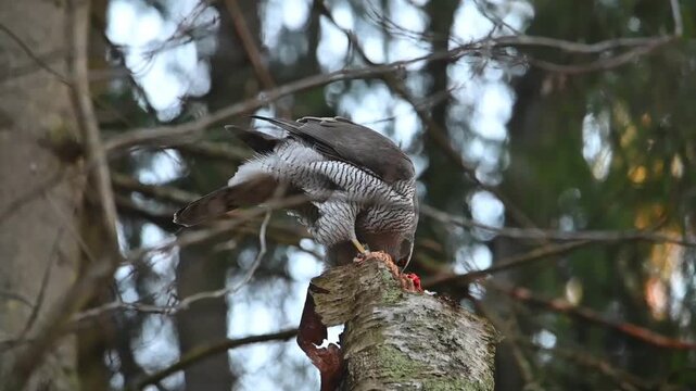Slow motion of a Northern goshawk eating its prey on top of a broken birch tree trunk