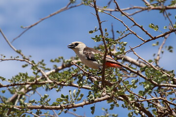 Obraz premium 2026-02-27 Kenia Taita Hills Wildlife Sanctuary