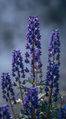 Obraz premium Blue lupine flowers with tall purple spikes and palmate leaves against blurred background