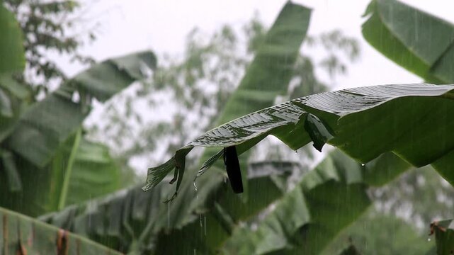 Rain falls, pouring on banana leaves