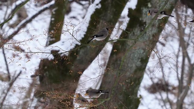 冬の雪山で樹木の種をモグモグ食べているイカルの群れ