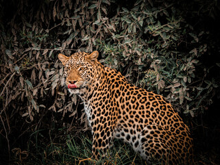 Obraz premium Leopard looking back with tongue out in bush, Savuti Chobe National Park Botswana