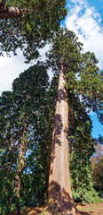 Fototapeta premium Sequoiadendron giganteum | Giant sequoia. Largest conifer with columnar trunk extending to the crown, widened base. Fibrous, reddish-brown bark. High leafy twisted branches drooping atop of trunk