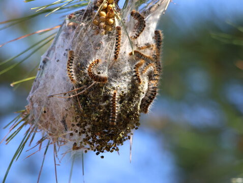 Colony of Pine Processionary Caterpillars (Thaumetopoea pityocampa) in their silky nest on a pine tree. These hairy larvae are known for their dangerous urticating hairs and characteristic procession.