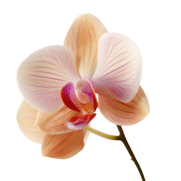 Orchid in Bloom: A close-up view of a stunning orchid in full bloom, showcasing delicate petals, intricate patterns, and vibrant colors.