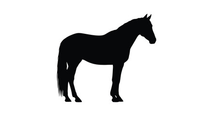 A striking black horse stands gracefully in a dark silhouette © AL-AMIN