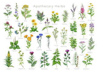 Apothecary herbs set watercolor illustration with detailed botanical realistic style. Ideal for herbal medicine, healthcare, apothecary collection, packaging, prints and natural wellness design © anitapol