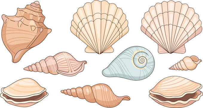 Beach seashell set with scallop shells conch and spirals in realistic line art vector illustration style