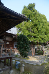 Fototapeta premium 春の岩屋寺 本堂と境内 京都市山科区西野山桜の馬場町