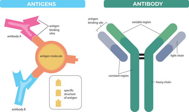 antigens vs antibody structure comparison diagram