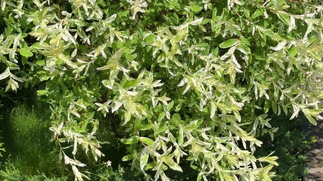 A close-up of a lush Hakuro Nishiki dappled willow with delicate variegated leaves in shades of white and green, swaying gently above a dense, feathery evergreen juniper in a sunlit garden.