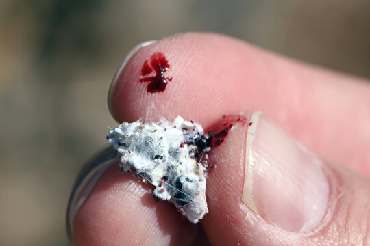 Dactylopius coccus is a scale insect a producer of natural red dye Cochineal. Insect lives on cacti in the genus Opuntia.