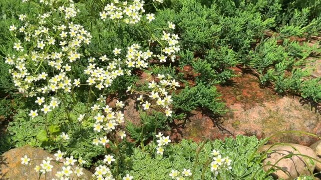 A charming rock garden display featuring delicate white saxifrage flowers blooming among low-growing green succulents and feathery evergreen conifers against warm, natural stone.