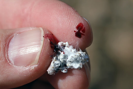 Dactylopius coccus is a scale insect a producer of natural red dye Cochineal. Insect lives on cacti in the genus Opuntia.