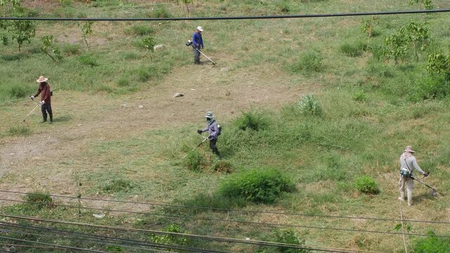 outdoor workers wearing hats trimming overgrown grass on a grassy slope using handheld brush cutters, aerial view