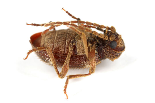 White marked spider beetle, Ptinus fur. Species of spider beetle a dangerous pest of stored food in warehouses and home pantries. An adult insect lying on its back