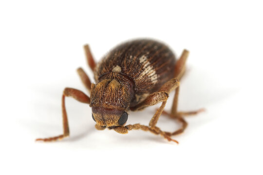 White marked spider beetle, Ptinus fur. Species of spider beetle a dangerous pest of stored food in warehouses and home pantries. The adult insect, viewed from the front.