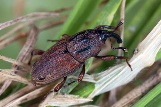 Sphenophorus venatus, the hunting billbug, is a species of beetle an alien, introduced, and invasive species in many countries. The larvae cause damage and are pests of lawns.