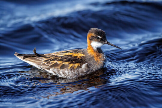 Odinsh&uuml;hnchen (Phalaropus lobatus)