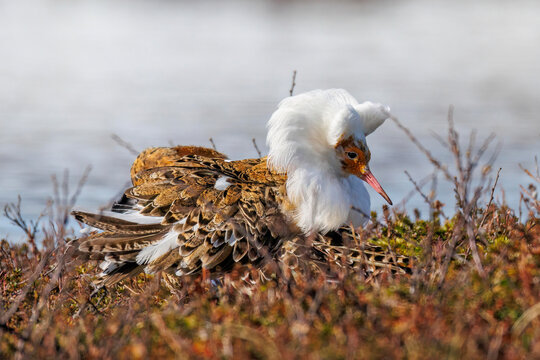 Kampfl&auml;ufer (Philomachus pugnax)