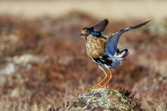 Kampfl&auml;ufer (Philomachus pugnax)