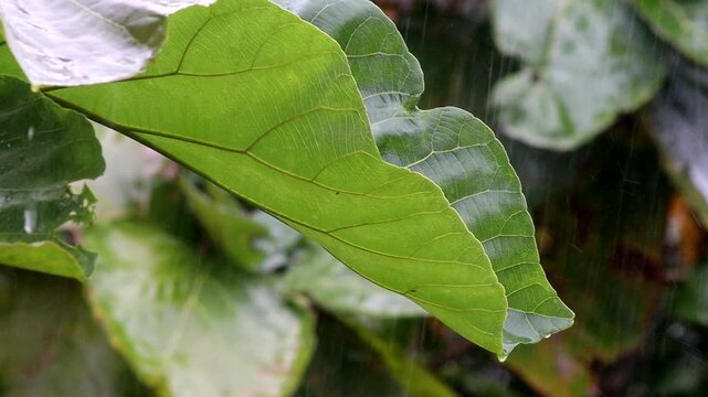 Rain falls, pouring on teak leaves