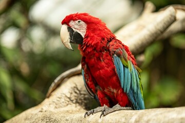 Obraz premium A vibrant red parrot perched on a tree branch in a lush green forest