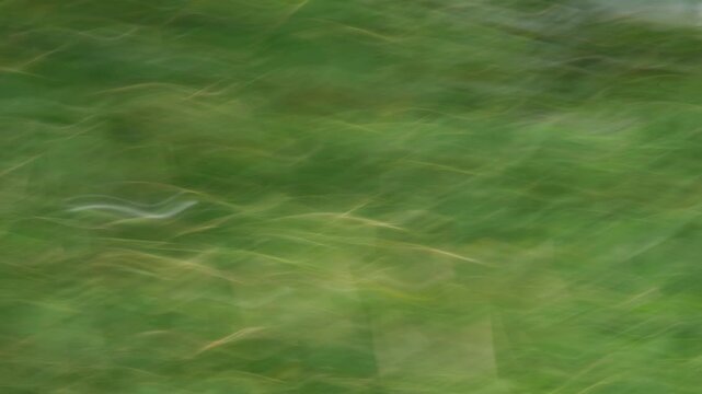 Abstract fast motion blurred green grass and foliage landscape with diagonal sweep, nostalgic cinematic low frame rate dreamy mood