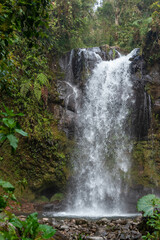 Obraz premium Waterfall rapidly flowing into a rocky pool, surrounded by lush green foliage and trees in a vibrant rainforest environment, creating a serene natural scene - stock photo