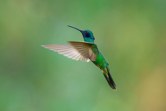 Iridescent Sparkling Violetear hummingbird (Colibri coruscans) captured in mid-air with wings spread at the Santuario de colibr&iacute;es in the Andes of Peru.