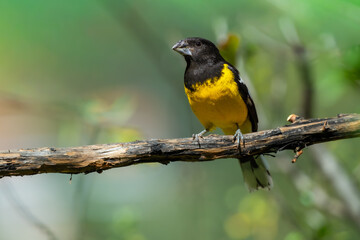 Obraz premium Male Black-backed Grosbeak with striking black plumage and vibrant yellow underparts perched on a slender branch. 