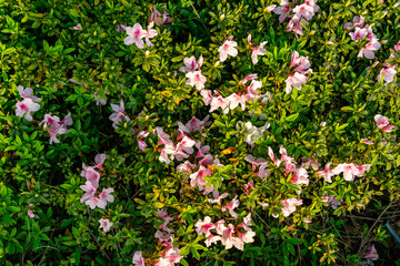 Obraz premium A high-angle, full-frame shot of pink and white azalea blossoms nestled among dense, vibrant green foliage.