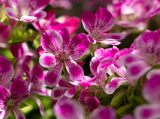 Obraz premium 鮮やかなペラルゴニウムグランパッソの花
