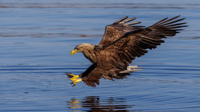 Seeadler (Haliaeetus albicilla)