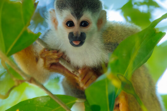 An endangered Central American Squirrel Monkey (Saimiri oerstedii), also known as a Mono Titi, foraging among lush green tropical leaves in a rainforest in Costa Rica.
