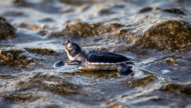 Green Sea Turtle Hatchlings on Lady Elliot Island, Queensland, Australia