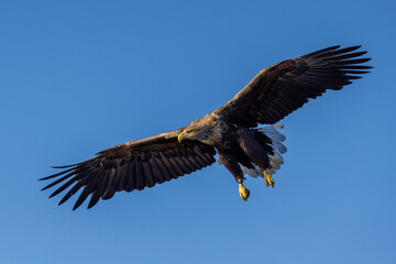 Obraz premium Seeadler (Haliaeetus albicilla)