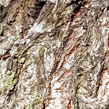 Abstract pattern of tree bark surface with moss and weathered texture, nature concept.