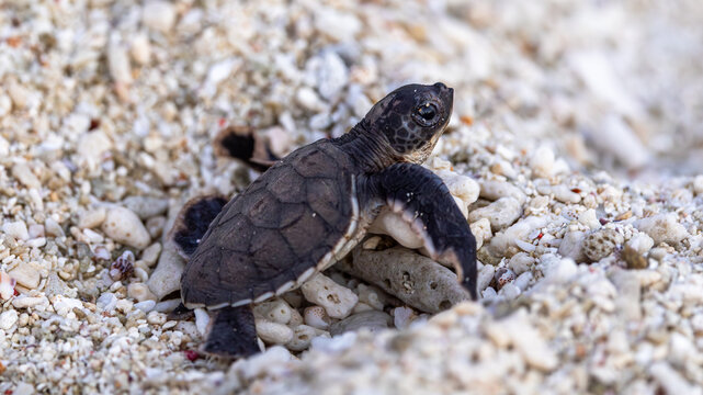 Green Sea Turtle Hatchlings on Lady Elliot Island, Queensland, Australia