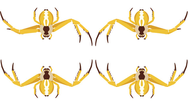 Symmetrical Yellow Spider Vector Pattern on White Background