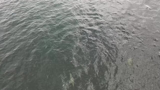 Common dolphins enjoying the Atlantic waters in County Donegal, Ireland