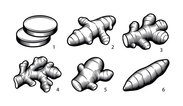 Set of ginger root illustrations in a vintage engraved style. Includes whole and sliced rhizomes. Ideal for spice packaging, herbal product design, and menus.