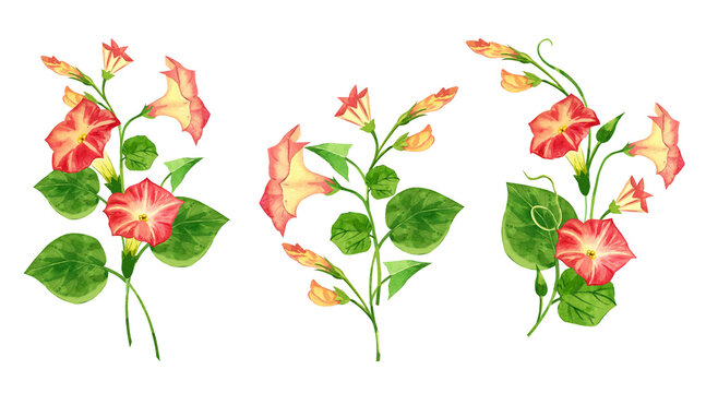 A set of floral bouquets featuring morning glory flowers with leaves and buds. All hand-painted in watercolor. These arrangements are perfect for designing and decorating invitations and cards.