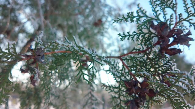 Panorama of leaves with seed cones of thuja tree covered in hoarfrost swaying in wind on sunny, winter day, Close-up. Natural winter scene with frosty arborvitae 
