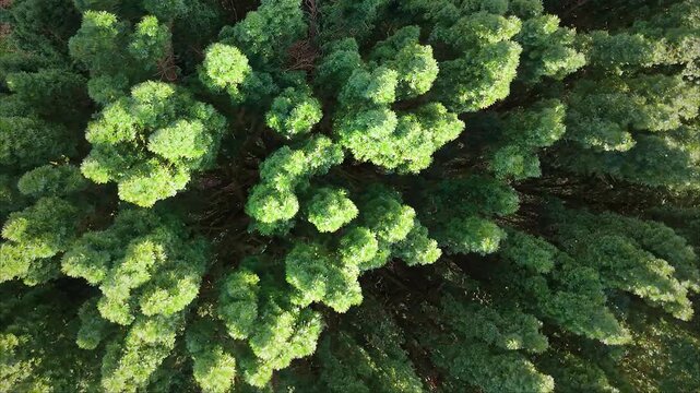 Aerial Drone View of Yew Tree Swaying in Wind