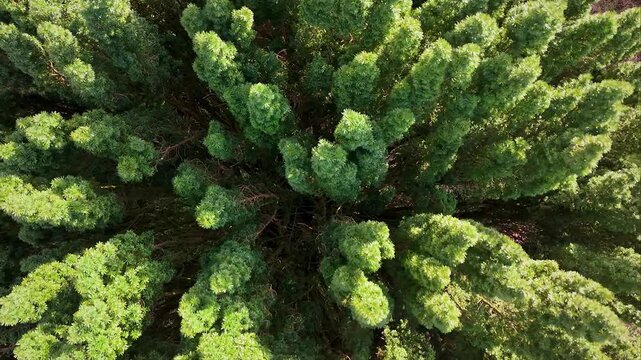 Aerial Drone View of Yew Tree Swaying in Wind
