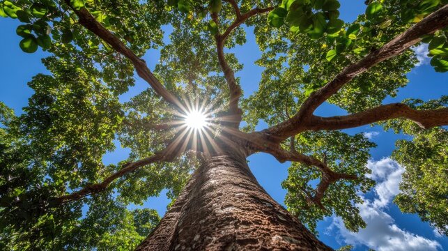 Lush Jackfruit Tree Laden With Fruit Under Tropical Sunlight